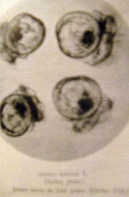 Jeunes larves d'huitre